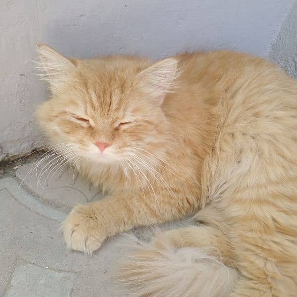 persian cat his name golden 0
