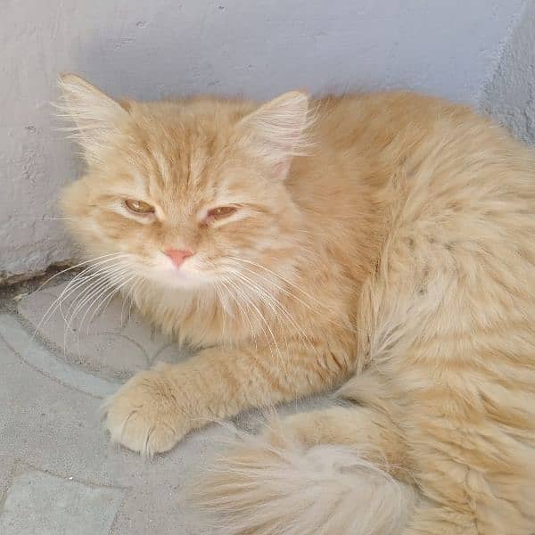 persian cat his name golden 1