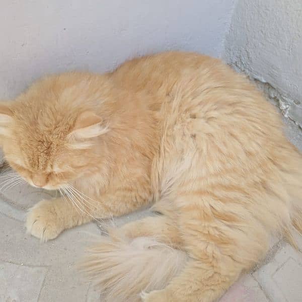 persian cat his name golden 2