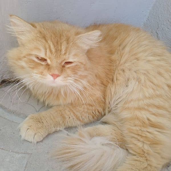 persian cat his name golden 3