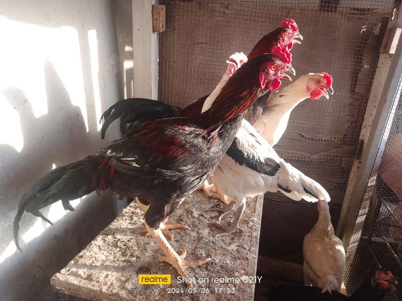 Mix Aseel hens and Roosters (murga) 0