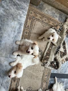 Poodle dog Puppies