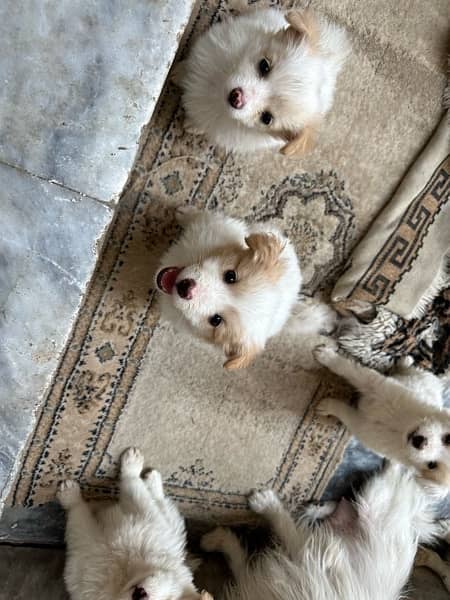 Poodle dog Puppies 3
