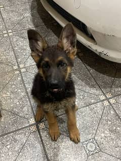 gsd pair active healthy vaccinated