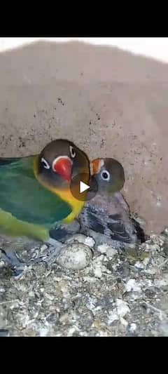 Love birds for sell urgent