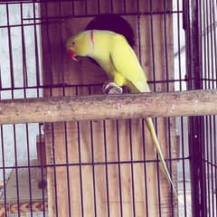 Birds (Conure, RN, Lovebirds  Iron Cages