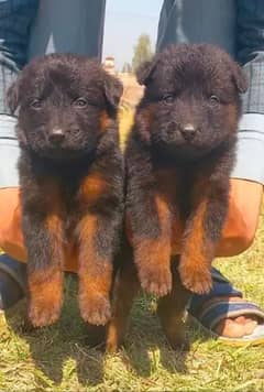 Germen shepherd Puppies