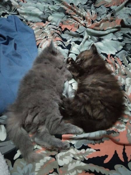 Persian Kittens | Blue Eyes Cats | Triple Coat Cat | Semi Pounch Face 16