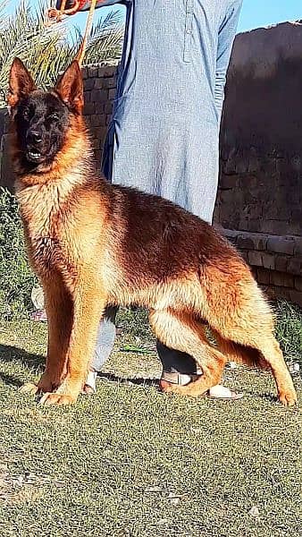 German Shepherd male for sale age 11 month full ball training 0