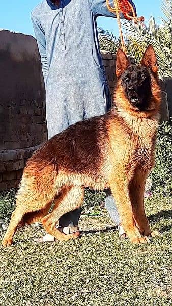 German Shepherd male for sale age 11 month full ball training 1