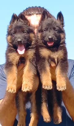 German shepherd puppies | German shepherd Pair For Sale