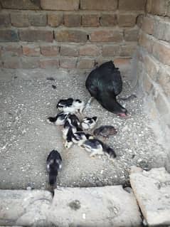 Mushka Aseel Chicks for sale Big size pair