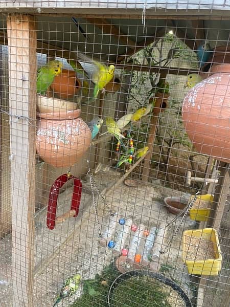 parrots for sale urgent 3