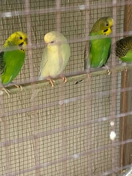 parrots for sale urgent 4