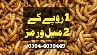 Mealworm/Hens/Aseel/