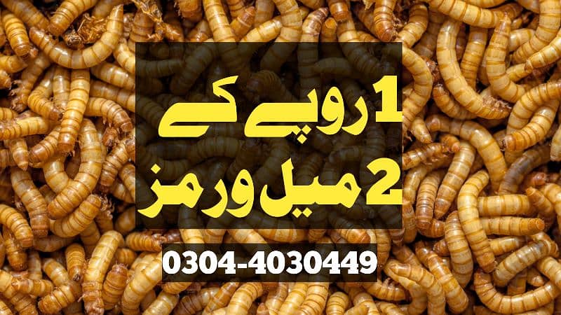 Mealworm/Hens/Aseel/ Finches/Chiks/Dove/Duck/Parrot/ Birds Food 0