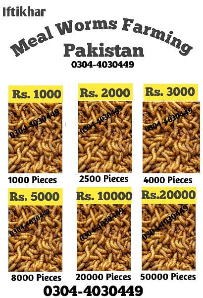 Mealworm/Hens/Aseel/ Finches/Chiks/Dove/Duck/Parrot/ Birds Food 1