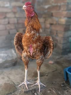 pure peela patha for sale. rooster aseel