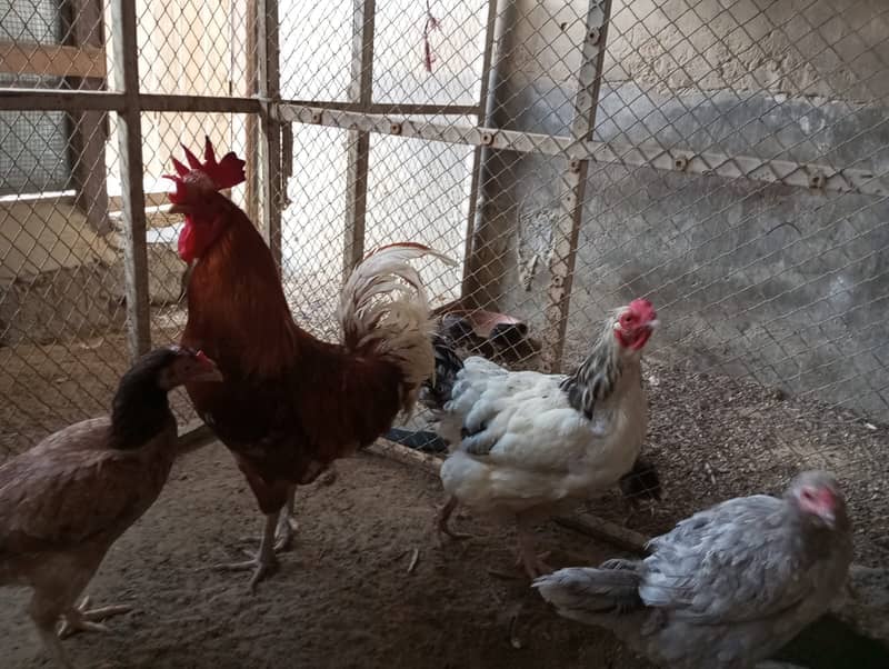 Desi Murgha (Rooster) For Sale 0