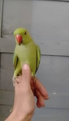 6000 fix green parrot ringback hand tamed male /female avillibal
