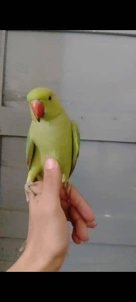 6000 fix green parrot ringback hand tamed male /female avillibal 2