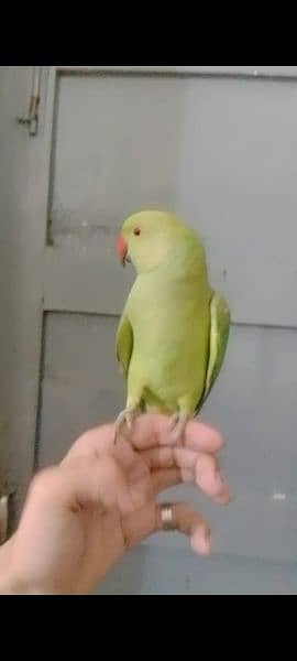 6000 fix green parrot ringback hand tamed male /female avillibal 3