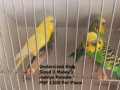 Australian parrots - Budgies - Undersized -