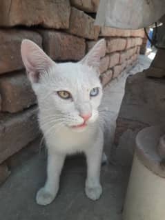 khau manee cat or odd eye cat