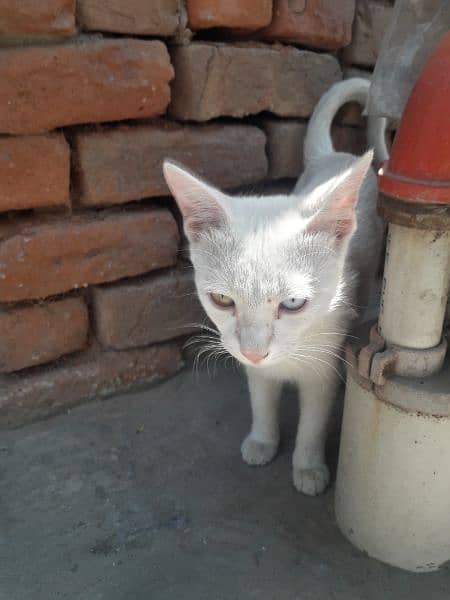 khau manee cat or odd eye cat 1