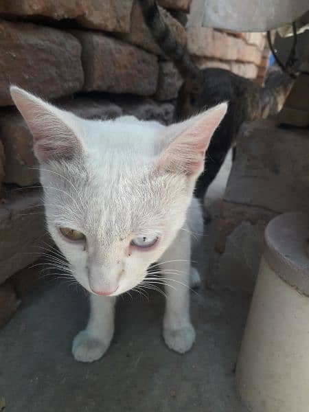 khau manee cat or odd eye cat 2