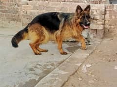 German Shepherd female available for sale