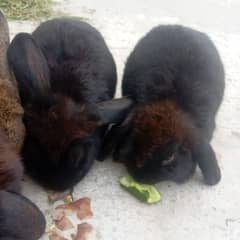 2 Holland Loop Rabbits Pair 0