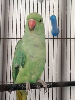 green ringneck parrot