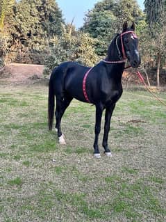 black horse breeder and dancer
