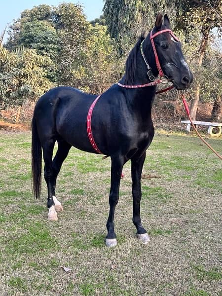 black horse breeder and dancer 1
