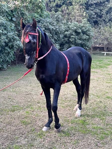 black horse breeder and dancer 2
