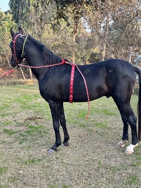 black horse breeder and dancer 3