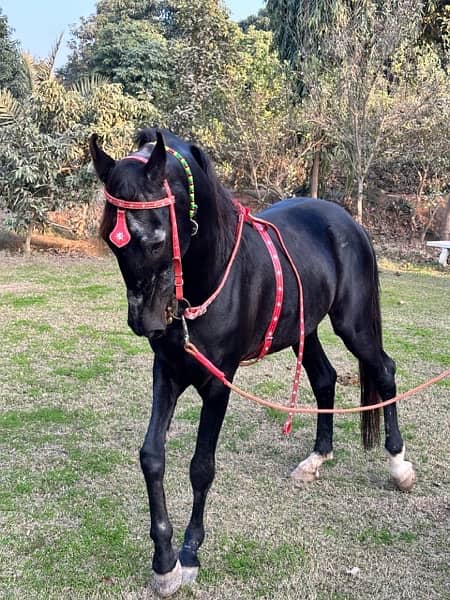 black horse breeder and dancer 4