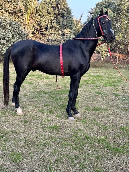 black horse breeder and dancer 6