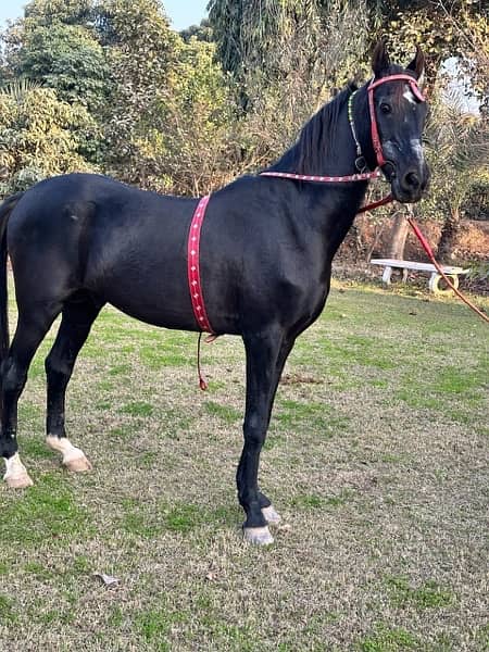 black horse breeder and dancer 8