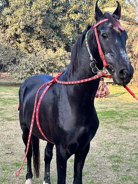 black horse breeder and dancer 9