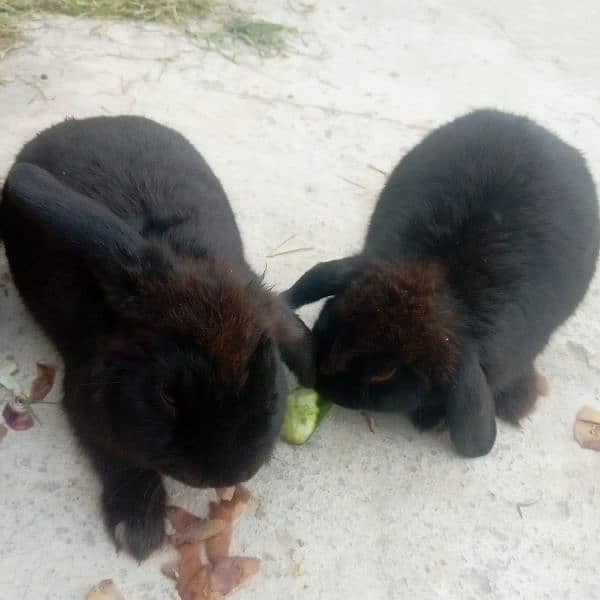 2 Holland Loop Rabbits Pair 1