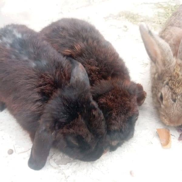 2 Holland Loop Rabbits Pair 3