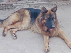 German Shepherd female available for sale
