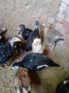 Aseel chicks (Home Breed)