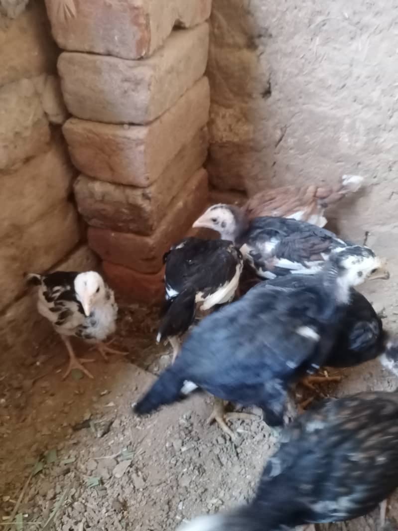 Aseel chicks (Home Breed) 1