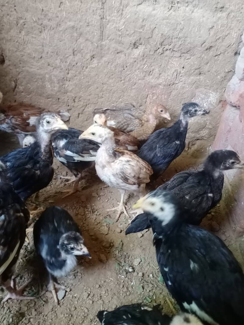Aseel chicks (Home Breed) 4