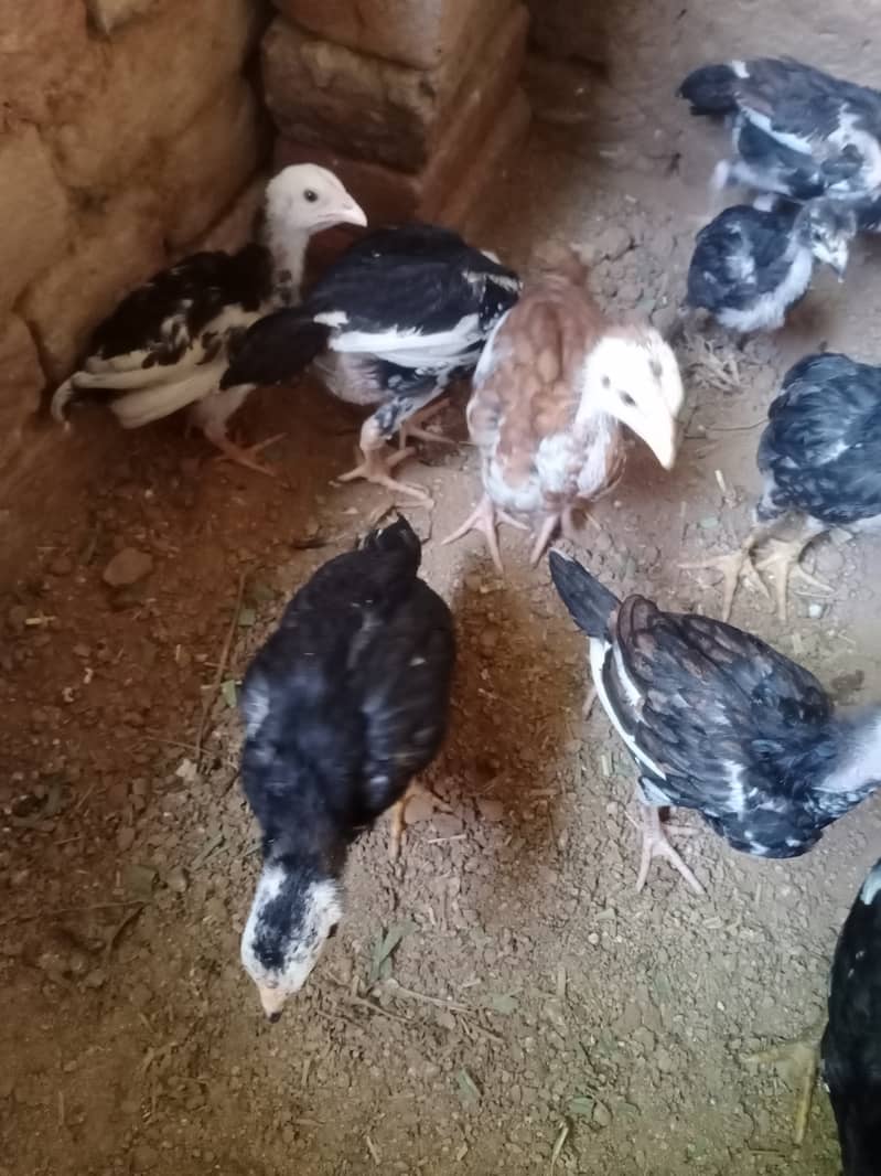 Aseel chicks (Home Breed) 6