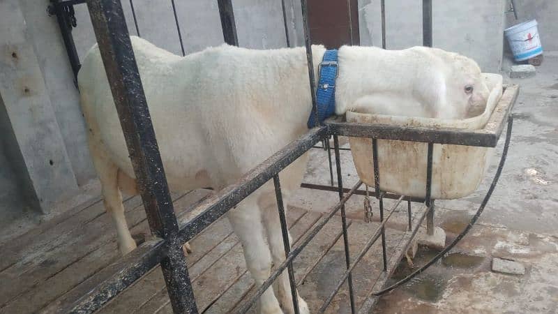 donda chatry for sale weight 70 kg 0