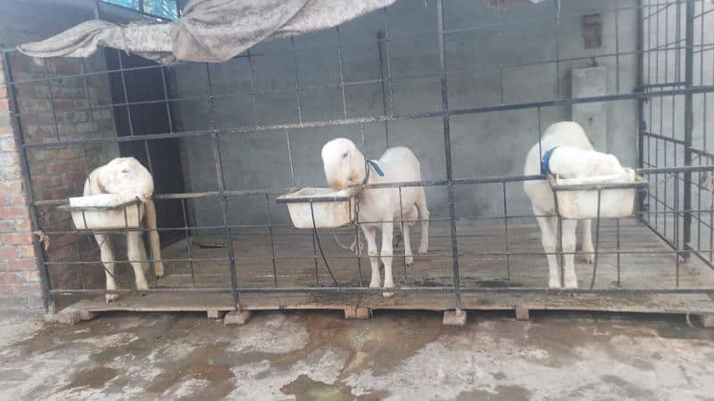 donda chatry for sale weight 70 kg 1